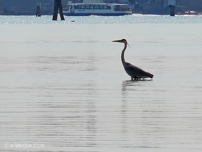 un héron cendré sur la lagune entre les îles des Vignole et Venise